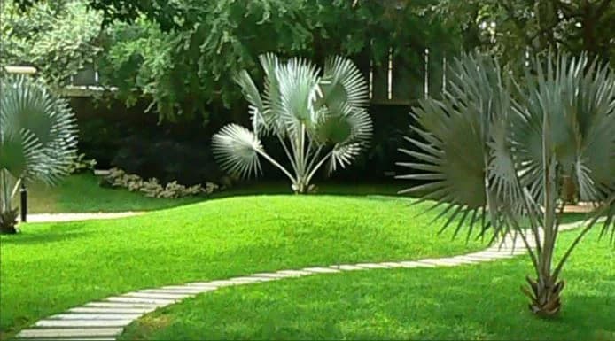 Khabiya Ambrossia — Garden