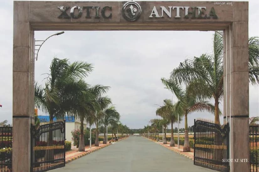 Xotic Anthea, Chikka Tirupathi