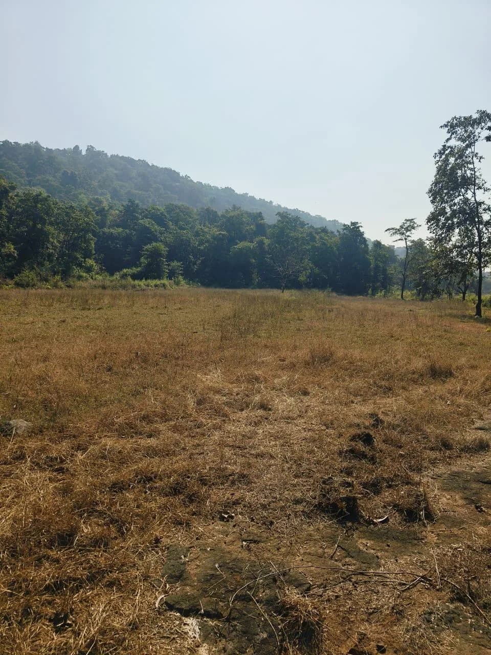 Star Plot, Pali