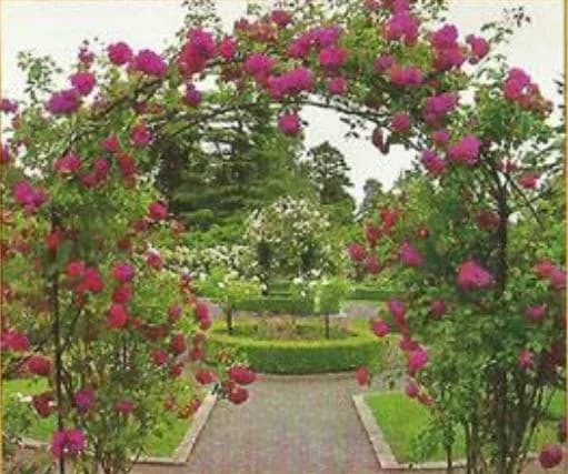 Shree Krishna City — Landscapping