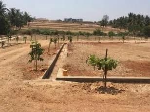 Citrus Motown, Hoskote