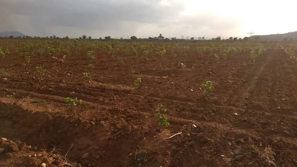 Sri Nithya Sree Farm Lands, Kanigiri