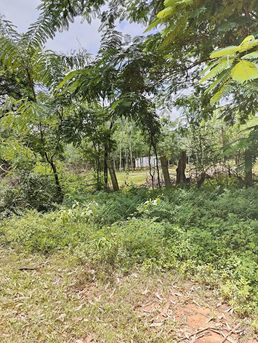 Nesta Ira, Devanahalli