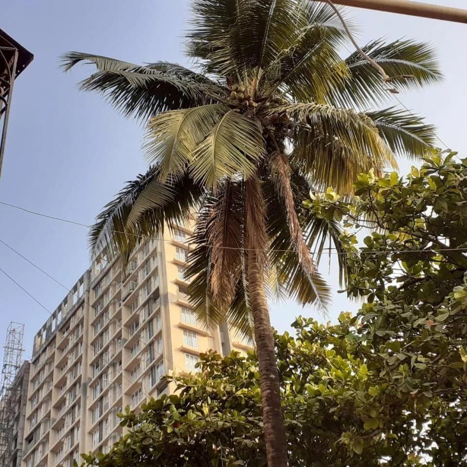 Avant Heritage 3, JVLR