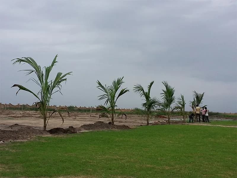 Magnanimous Greenz, Dholera