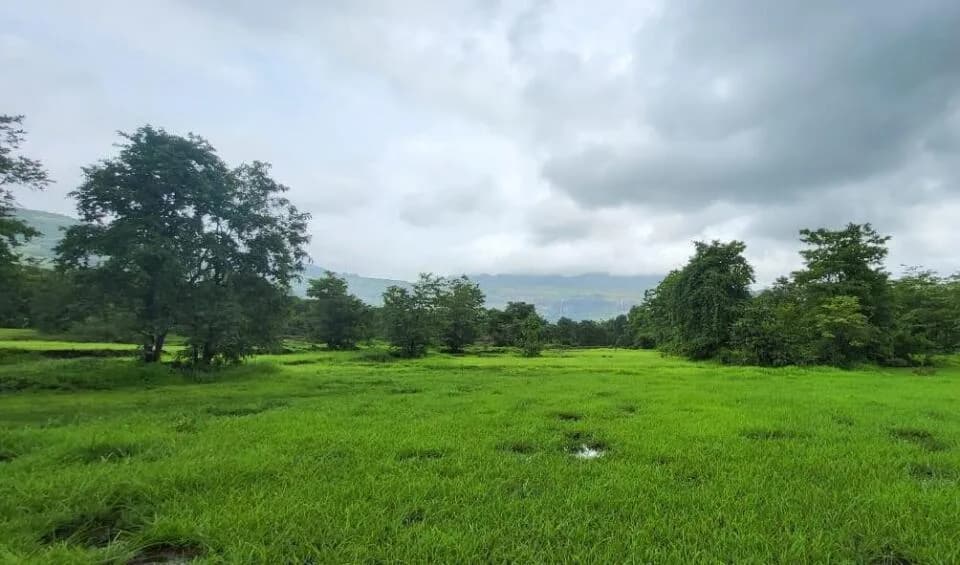 Prime Plots Vindhane, Vindhane