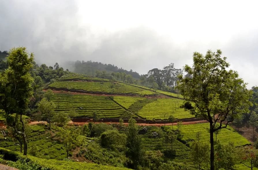 Olive Heights, Coonoor