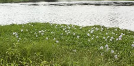 Guru Water Frontage Plots, Athani