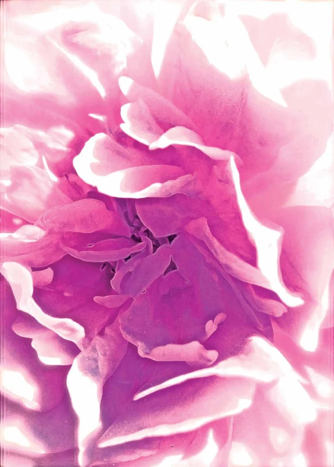 DLF The Camellias, Sector 42