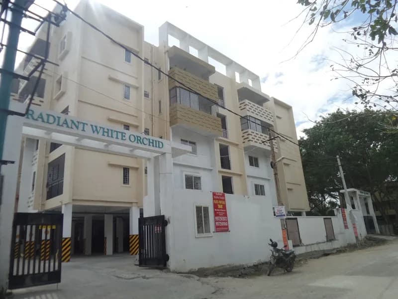 Radiant White Orchid, Kalena Agrahara