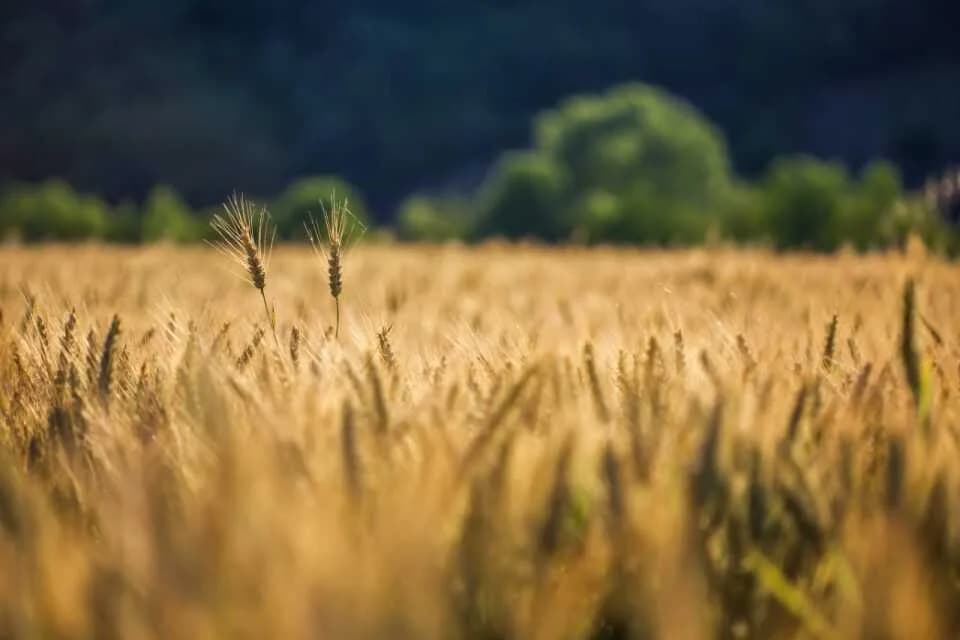 Square Select Golden Grass, Shankarpally
