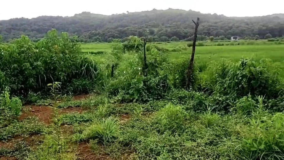 Chirle Plot Third Mumbai, Chirle