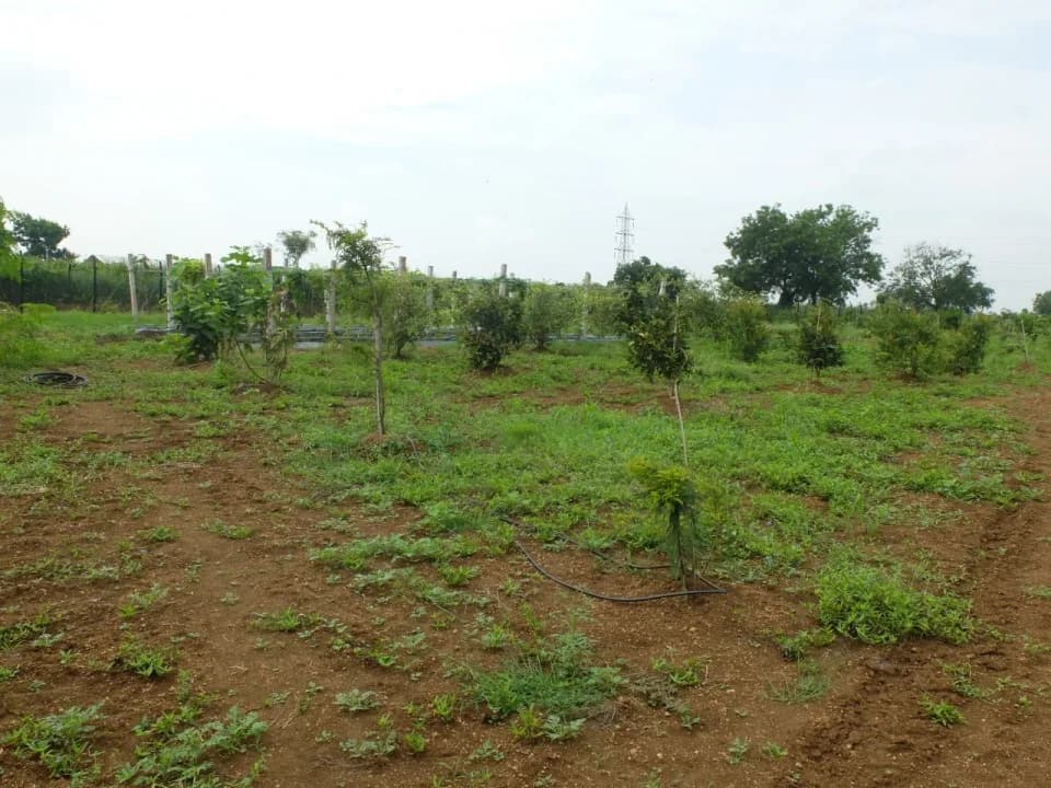 1 Acre Farm Land, Shankarpally