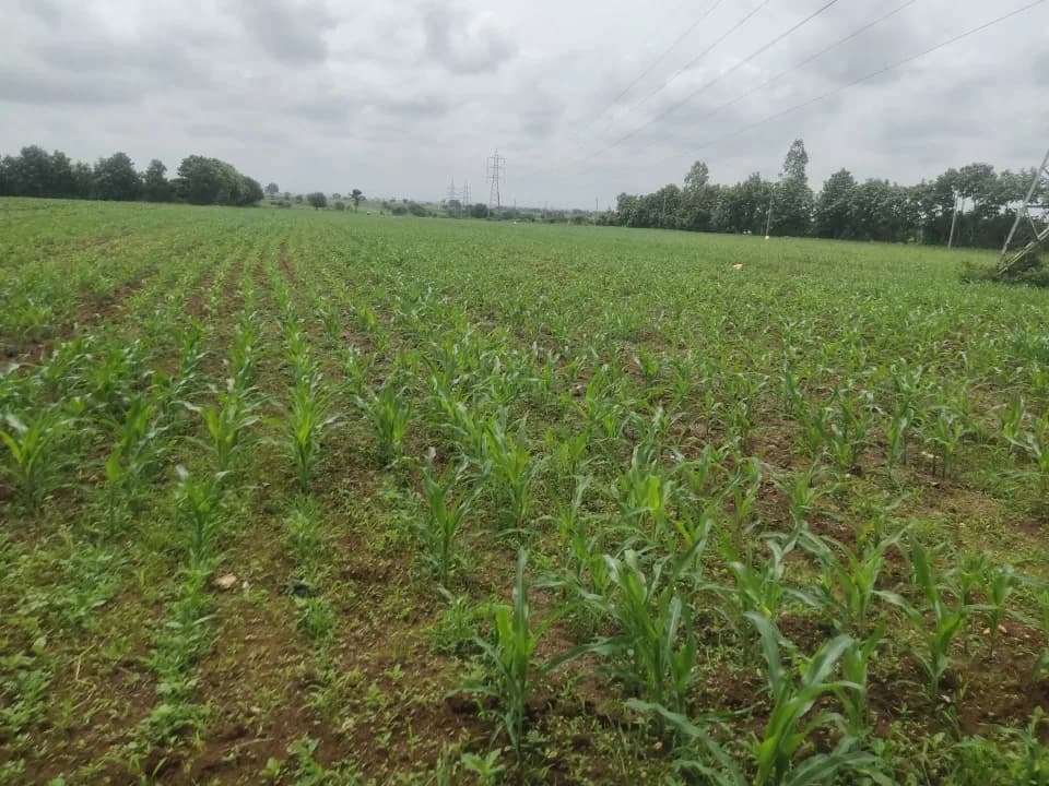 Vivekanand NA Developed Land, Tadas